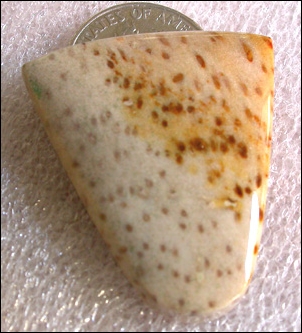 PETRIFIED PALM WOOD DESIGNER CABOCHON (TEXAS, USA) – 33.81 CT.